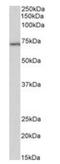 Toll Like Receptor Adaptor Molecule 1 antibody, orb233670, Biorbyt, Western Blot image 