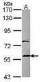 Zinc Finger Protein 83 antibody, PA5-30759, Invitrogen Antibodies, Western Blot image 