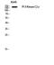 Phosphatidylinositol-4-Phosphate 3-Kinase Catalytic Subunit Type 2 Gamma antibody, STJ97636, St John