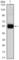 Cyclin Dependent Kinase Inhibitor 1B antibody, abx011962, Abbexa, Western Blot image 