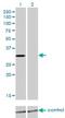 A-type potassium channel modulatory protein 2 antibody, H00030819-M01, Novus Biologicals, Western Blot image 