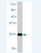 Neuropeptide S Receptor 1 antibody, H00387129-M01, Novus Biologicals, Western Blot image 