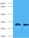 Interleukin 1 Beta antibody, MBS1488192, MyBioSource, Immunocytochemistry image 