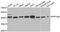 Protein Phosphatase 1 Regulatory Subunit 8 antibody, abx005140, Abbexa, Western Blot image 