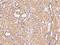 Carcinoembryonic Antigen Related Cell Adhesion Molecule 21 antibody, 203898-T08, Sino Biological, Immunohistochemistry frozen image 