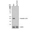 Presenilin 1 antibody, AF166, R&D Systems, Western Blot image 