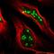 Nuclear Speckle Splicing Regulatory Protein 1 antibody, PA5-53336, Invitrogen Antibodies, Immunofluorescence image 