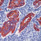 Keratin 4 antibody, LS-C87792, Lifespan Biosciences, Immunohistochemistry frozen image 