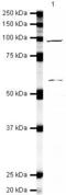ERCC Excision Repair 3, TFIIH Core Complex Helicase Subunit antibody, PA5-19548, Invitrogen Antibodies, Western Blot image 
