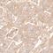 Beta-Actin antibody, A700-057, Bethyl Labs, Immunohistochemistry frozen image 