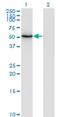 Zinc Finger And SCAN Domain Containing 21 antibody, H00007589-M08, Novus Biologicals, Western Blot image 