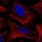 Nudix Hydrolase 5 antibody, NBP1-83131, Novus Biologicals, Immunofluorescence image 