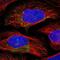 Proteasome 20S beta3 subunit antibody, NBP2-33380, Novus Biologicals, Immunofluorescence image 