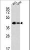 Quiescin Sulfhydryl Oxidase 1 antibody, LS-C203702, Lifespan Biosciences, Western Blot image 
