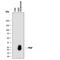 Placental Growth Factor antibody, AF-264-PB, R&D Systems, Western Blot image 