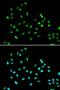 SWI/SNF-related matrix-associated actin-dependent regulator of chromatin subfamily A containing DEAD/H box 1 antibody, LS-C334336, Lifespan Biosciences, Immunofluorescence image 