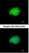 Heat Shock Protein Family A (Hsp70) Member 6 antibody, NBP1-32761, Novus Biologicals, Immunofluorescence image 
