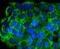 Farnesyltransferase, CAAX Box, Beta antibody, NBP2-67644, Novus Biologicals, Immunofluorescence image 