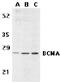 TNF Receptor Superfamily Member 17 antibody, ab5972, Abcam, Western Blot image 
