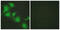 Nuclear Factor, Erythroid 2 Like 2 antibody, abx013156, Abbexa, Western Blot image 