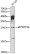 Apolipoprotein B MRNA Editing Enzyme Catalytic Subunit 3A antibody, 14-400, ProSci, Western Blot image 