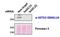 SET Domain Containing 2, Histone Lysine Methyltransferase antibody, MBS420053, MyBioSource, Western Blot image 