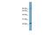 RLP24 antibody, GTX45009, GeneTex, Western Blot image 