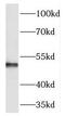 Tektin 1 antibody, FNab08585, FineTest, Western Blot image 