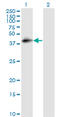 CD55 Molecule (Cromer Blood Group) antibody, LS-C197018, Lifespan Biosciences, Western Blot image 
