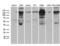 Structural Maintenance Of Chromosomes 1A antibody, LS-C795151, Lifespan Biosciences, Western Blot image 