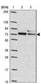 SAH3 antibody, NBP2-47293, Novus Biologicals, Western Blot image 
