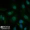 Apurinic/Apyrimidinic Endodeoxyribonuclease 1 antibody, NB100-116, Novus Biologicals, Immunofluorescence image 