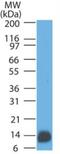 S100 Calcium Binding Protein A1 antibody, NBP2-29403, Novus Biologicals, Western Blot image 