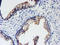 Uracil DNA Glycosylase antibody, LS-C786383, Lifespan Biosciences, Immunohistochemistry frozen image 