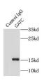 Glutamyl-TRNA Amidotransferase Subunit C antibody, FNab03367, FineTest, Immunoprecipitation image 