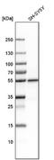 Phospholipase D Family Member 3 antibody, NBP1-83146, Novus Biologicals, Western Blot image 