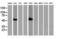 p53 antibody, LS-C337388, Lifespan Biosciences, Western Blot image 