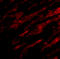 PD-L1 antibody, 4059, ProSci Inc, Immunofluorescence image 