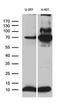 ATP synthase subunit e, mitochondrial antibody, M32370, Boster Biological Technology, Western Blot image 