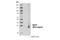 BCL2 Interacting Protein 3 antibody, 44060S, Cell Signaling Technology, Western Blot image 