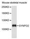 Synaptopodin-2 antibody, LS-C747951, Lifespan Biosciences, Western Blot image 