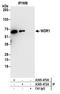 WD repeat-containing protein 1 antibody, A305-470A, Bethyl Labs, Immunoprecipitation image 
