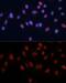 Heterogeneous Nuclear Ribonucleoprotein U antibody, GTX66039, GeneTex, Immunofluorescence image 