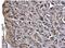Wnt Family Member 7A antibody, NBP2-20913, Novus Biologicals, Immunohistochemistry frozen image 