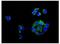 Cytochrome P450 Family 27 Subfamily A Member 1 antibody, ab126785, Abcam, Immunocytochemistry image 