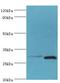 Cerberus 1, DAN Family BMP Antagonist antibody, LS-C375446, Lifespan Biosciences, Western Blot image 