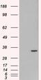 Origin Recognition Complex Subunit 6 antibody, 46-103, ProSci, Western Blot image 