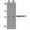 Nedd4 Family Interacting Protein 1 antibody, MBS151015, MyBioSource, Western Blot image 