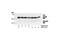 BH3 Interacting Domain Death Agonist antibody, 2003S, Cell Signaling Technology, Western Blot image 