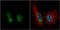 Pre-MRNA Processing Factor 19 antibody, GTX106952, GeneTex, Immunocytochemistry image 